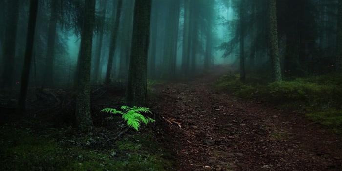 1230x768 Fern plants, nature, landscape, fairy tale, forest HD wallpaper