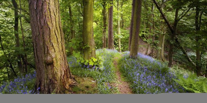 1600x1200 Free download Fairy Tale Forest [1600x1200] for your Desktop