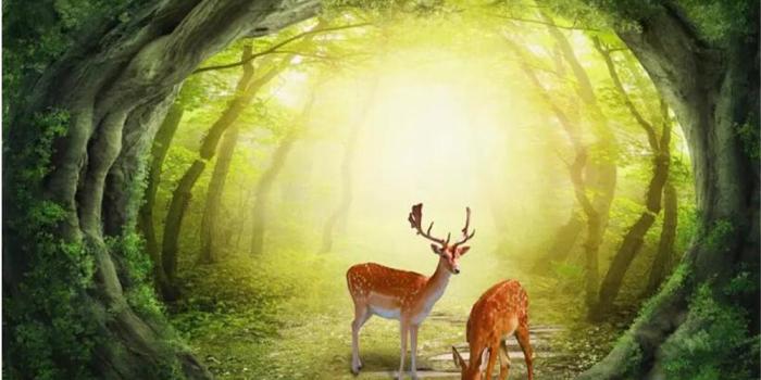 1000x800 Custom 3d Wallpaper Fairy Forest TV Background Wall Natural