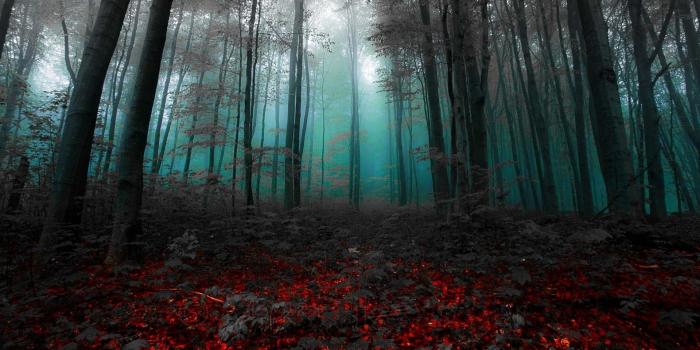 1920x1200 4559267 #red, #magic, #trees, #blue, #mist, #landscape, #gray