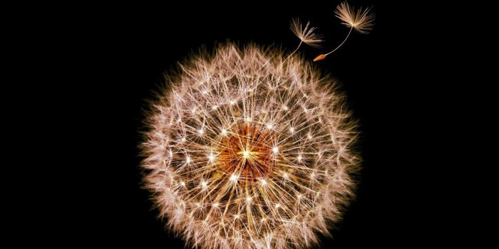 1600x1600 Samsung galaxy S9/S9 plus. golden dandelion wallpaper