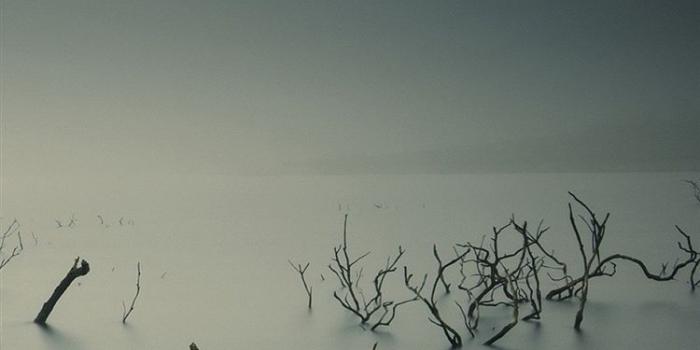 750x1334 Ubuntu Gnome Mist Fog Underwater Trees iPhone 8 Wallpapers Free