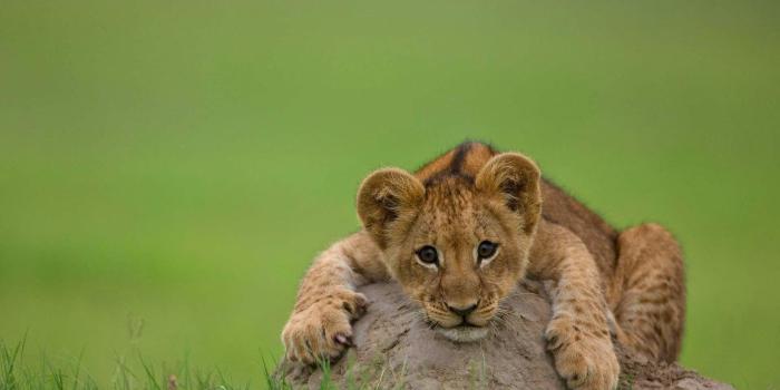 1920x1200 76+ Lion Cub Wallpapers on WallpaperPlay