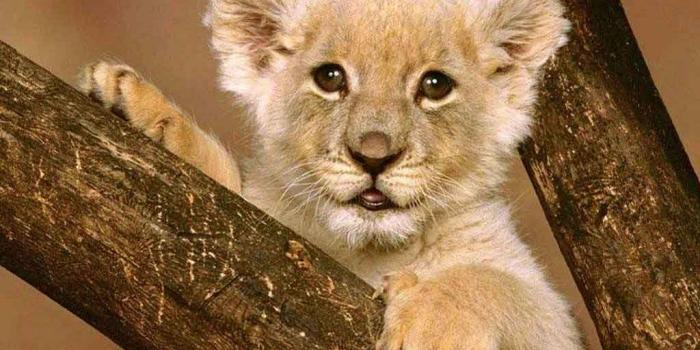 1024x768 Cute Lion Wallpapers - Top Free Cute Lion Backgrounds