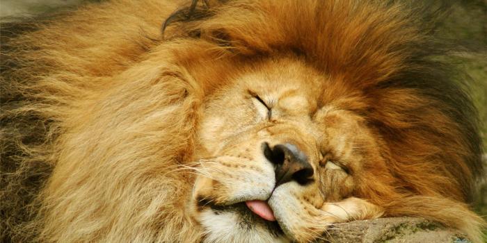 1920x1080 Cute Lion wallpaper | 1920x1080 | #12472