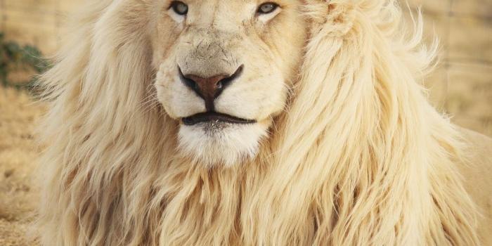 1000x1500 Lion Wallpapers: Free HD Download [500+ HQ] | Unsplash