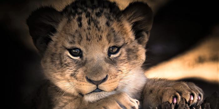 2560x1600 Cute Lion Wallpapers - Top Free Cute Lion Backgrounds