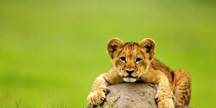 1600x900 Lion HD Wallpapers (39 images) - Wallpaper Stream