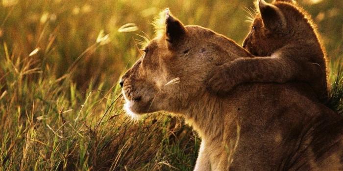 2048x2048 Lion and Lamb Wallpaper (54+ images)