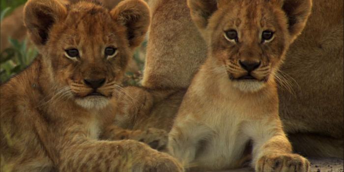 1920x1056 33+] Cute Lion Cubs Wallpaper on WallpaperSafari