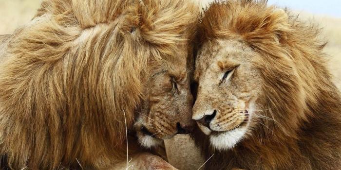 1920x1080 Cute lion wallpaper.jpg Desktop Background