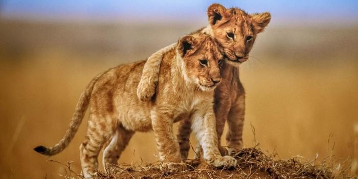 1920x1080 Lion Cub Wallpaper (74+ images)