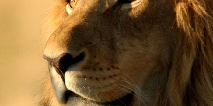 1080x1920 Lions Wallpapers HD #wallpapers #2020 | Animals wild