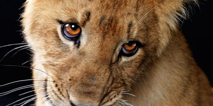 1920x1200 Free download cute baby lion wallpaper Flying On Empty Thoughts