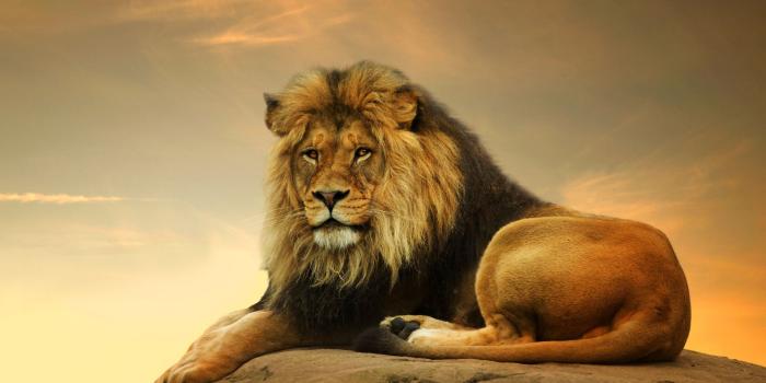 1920x1080 Marvelous Wild Lion Wallpapers Hd For Background HD Wallpaper In