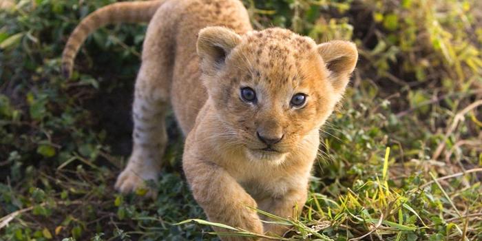 1920x1080 Lion Cub Wallpapers