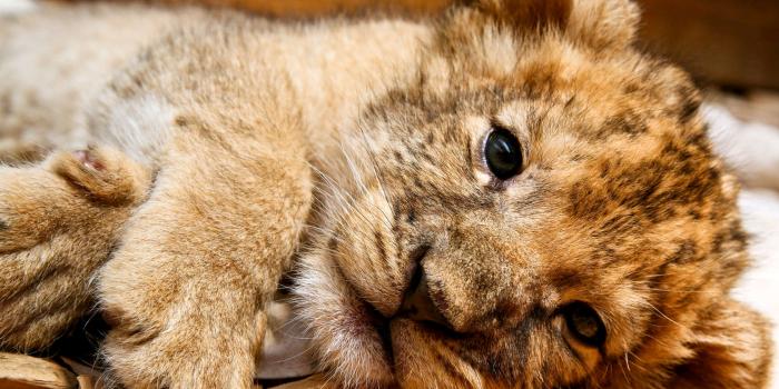 1680x1050 Background Cute Lion Cub - 1680x1050 Wallpaper - Ecopetit.cat