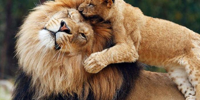 1280x1024 Lions Game Between Parent And Cub Lion Wallpaper Hd 1920x1200