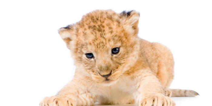1920x1200 Cute Lion Cub Animal HD Wallpaper | HD Wallpapers