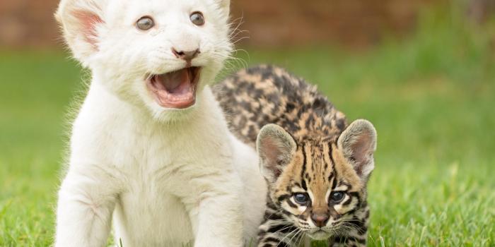 2560x1600 White Lion Wallpapers - Cute White Lion Cubs (#950906) - HD