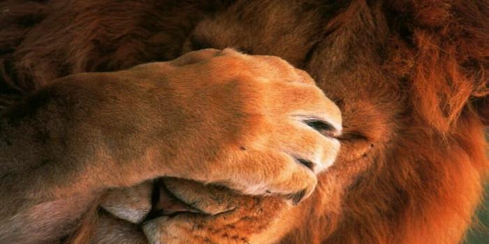 1920x1080 Cute Lion - 1920x1080 Wallpaper - Ecopetit.cat