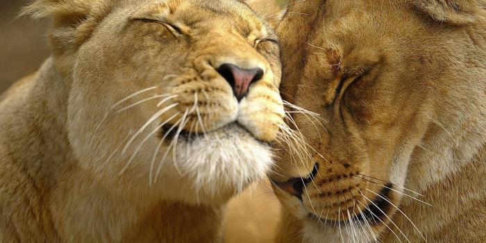 1920x1200 Lion Cubs Wallpapers