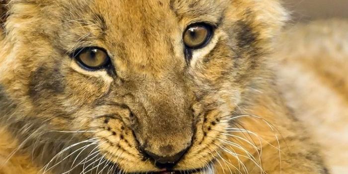 750x1334 Cute lion cub look at you, wood 750x1334 iPhone 8/7/6/6S wallpaper