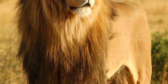 1080x1920 Lion iPhone - Android, iPhone, Desktop HD Backgrounds / Wallpapers