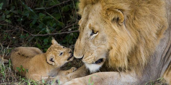 1920x1080 Cute Lion Cub with His Father HD Wallpapers | HD Wallpapers