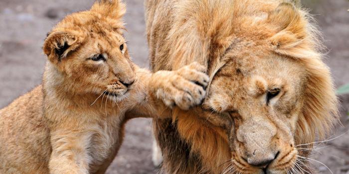 1920x1440 Baby Lion Wallpaper posted by Zoey Walker