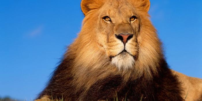 1600x1200 1280 Lion HD Wallpapers | Background Images