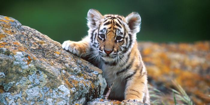 3000x1988 Animals, baby, cute, lion, HD wallpaper | Wallpaperbetter