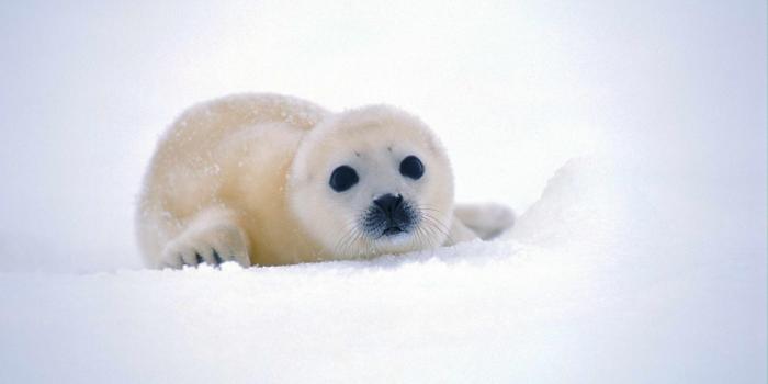1920x1080 Cute Baby Sea Lion Wallpaper Image – Background Wallpaper HD