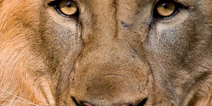 720x1280 Cute Lion Animal Wallpaper King Screen Lock for Android - APK