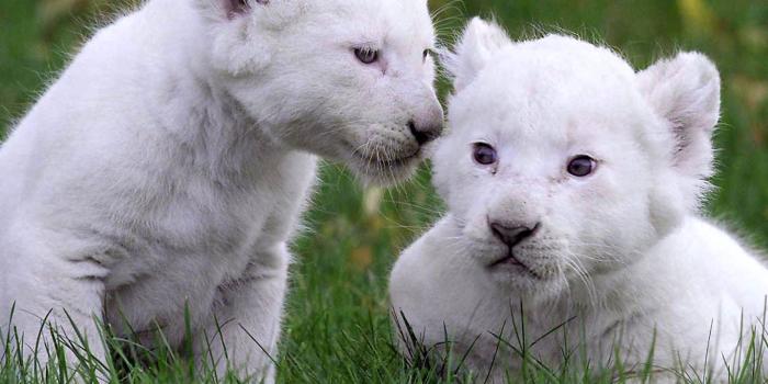 1600x1200 Baby White Lion Funny Wallpapers HD / Desktop and Mobile Backgrounds