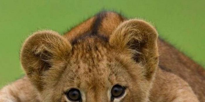 800x1420 Lion iPhone Wallpapers - Top Free Lion iPhone Backgrounds