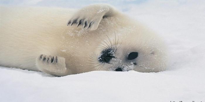 1366x768 Cute White Sea Lion Wallpaper Hd – Background Wallpaper HD