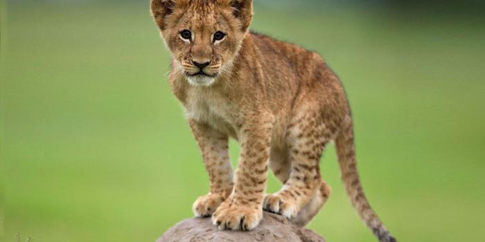 3840x2400 Cute Young African Lion On A Rock Desktop Wallpaper : Wallpapers13.com