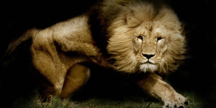 1920x1200 Lion Wallpaper High Cute Animals | WallDiskPaper