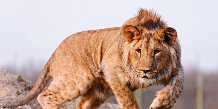 1920x1080 Lion HD Wallpapers 580371558, Kenyon Macuchadair