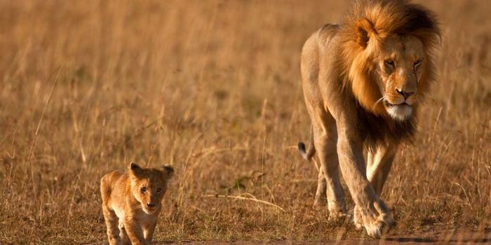 1440x900 Hd Lion Pic (#105063) - HD Wallpaper & Backgrounds Download