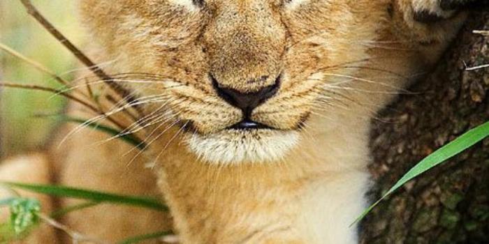 1080x1920 Cute Baby Lion Wallpaper for Android - APK Download