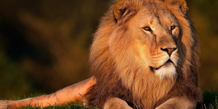 2048x1536 Majestic Lion HD desktop wallpaper : Widescreen : High Definition