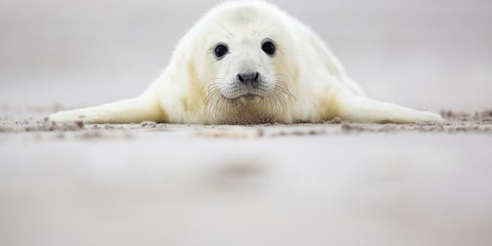 2048x1365 Cute Sea Lion HD wallpaper