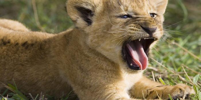 1600x1000 Baby Lion Wallpaper, Lion Cub Light Wallpaper, #25442