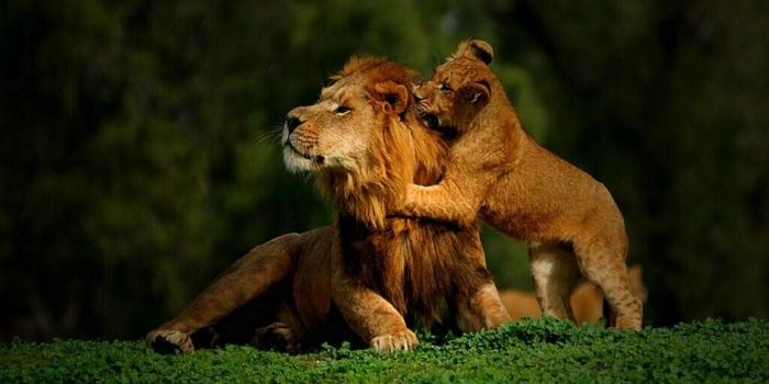 1600x1200 HD Wallpapers Lion Group (86+)