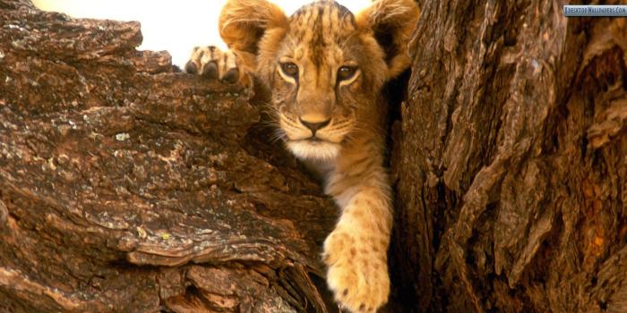 1920x1080 A Furry Friend Lion Cub Wallpaper