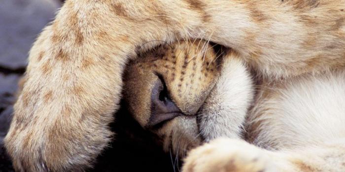 1920x1200 Download 1920x1200 Sweet Sleeping Lion wallpaper