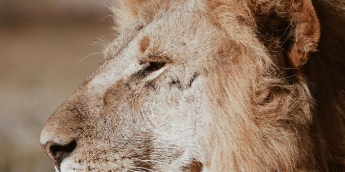 1000x1777 Lion Wallpapers: Free HD Download [500+ HQ] | Unsplash