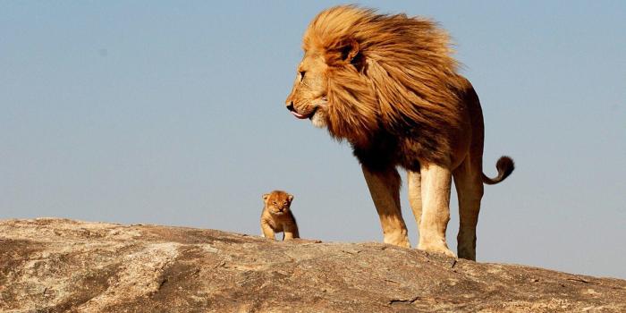 1920x1200 Cute Lion Wallpapers - Top Free Cute Lion Backgrounds